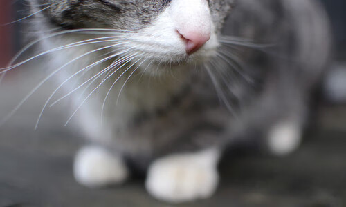 乔治谈训练时长与比赛表现高度相关，乔治比赛高清视频